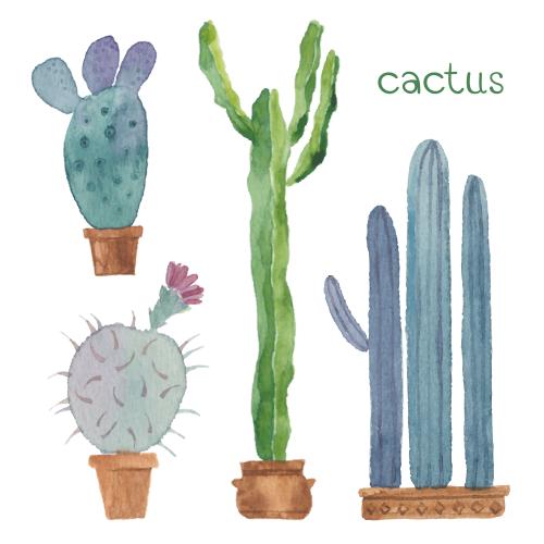 Cactus. Vector cacti on a white background, four isolated botanical elements on a white