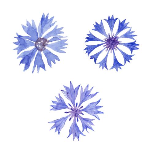 Cornflower. Vector cornflowers, three different flowers on white