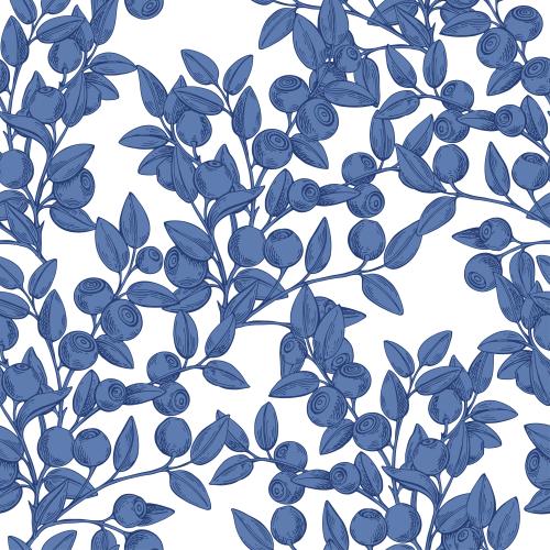 Bilberry. Vector blueberry branches with berries on white