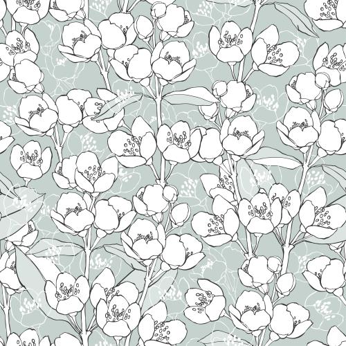 Jasmine. Vector blooming jasmine branches contours and silhouettes on gray