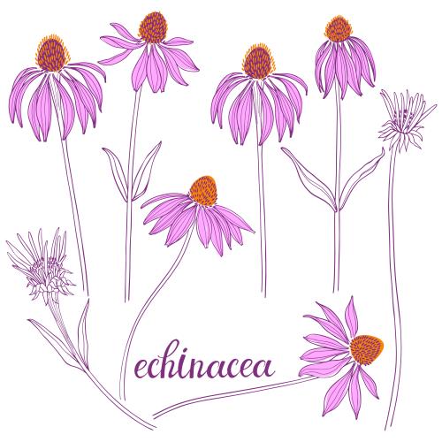 Echinacea. Vector echinacea, flowers on white