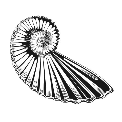 Vector image white shell