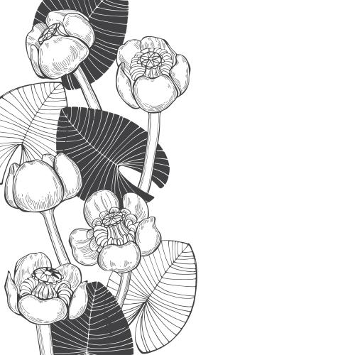 Water lily. Vector monochrome water lilies and leaves space for text on white