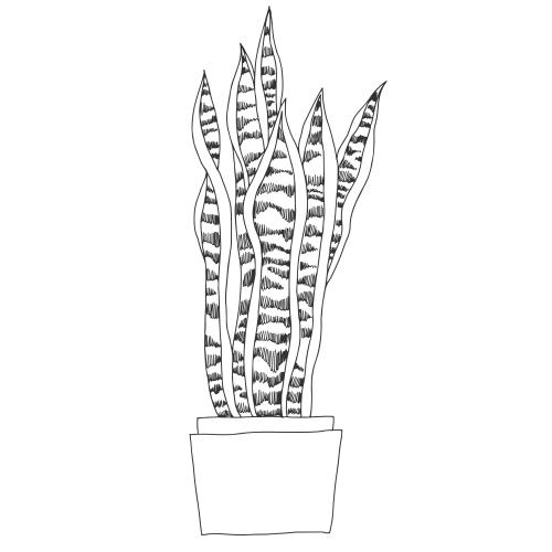 Item. Vector snake plant, indoor plant on white, sketch