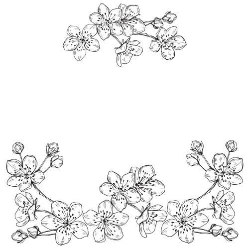 Bud. Vector cherry flowers with buds, place for text on white