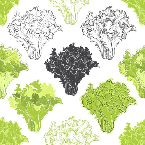 Salad. Vector salad colorful monochrome silhouettes and contours of leaves on white