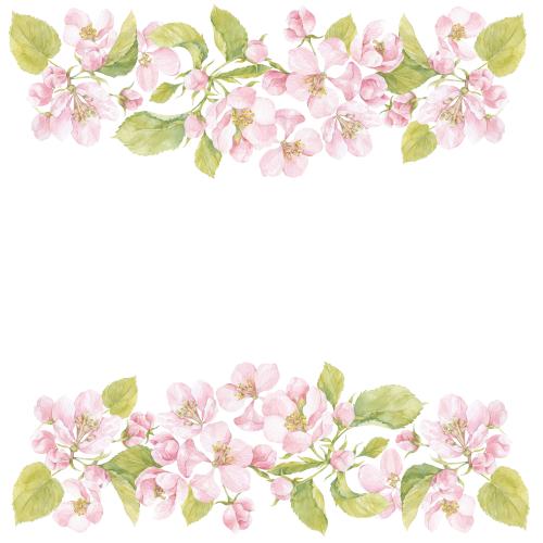 Illustration watercolor flowers and apple tree leaves space for text on white