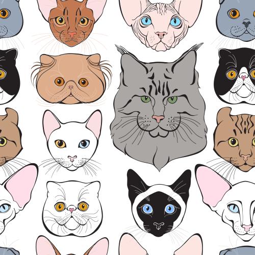 Female. Vector cute colorful cat faces of different breeds on white
