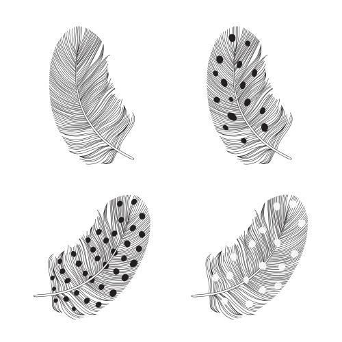 Illustration feathers four options on white