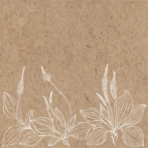 Vector image plantain, place for text on craft
