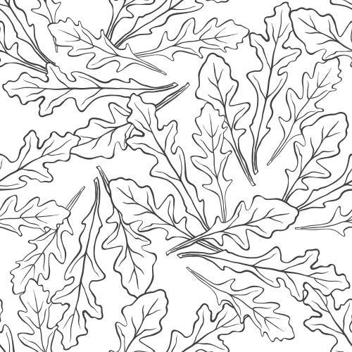 Arugula. Vector rucola black contours on white