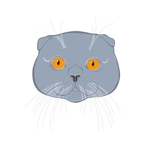 Scottish fold. Vector scottish floppy-eared cat colorful cute face on white