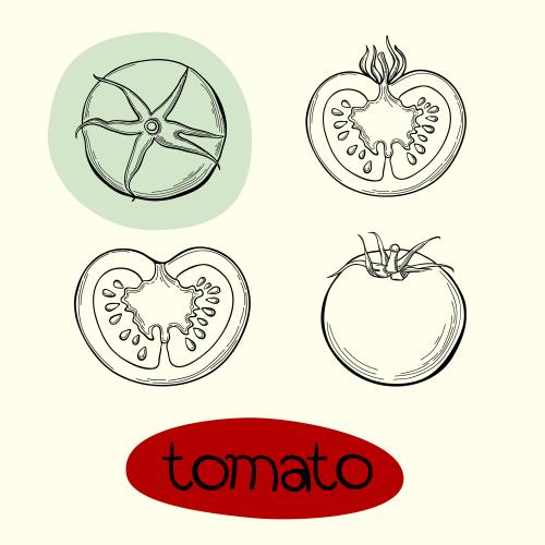 Tomatoes. Vector tomatoes four isolated elements on white
