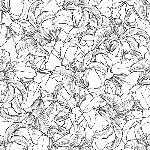 Lily. Vector lilies, flower contours on white