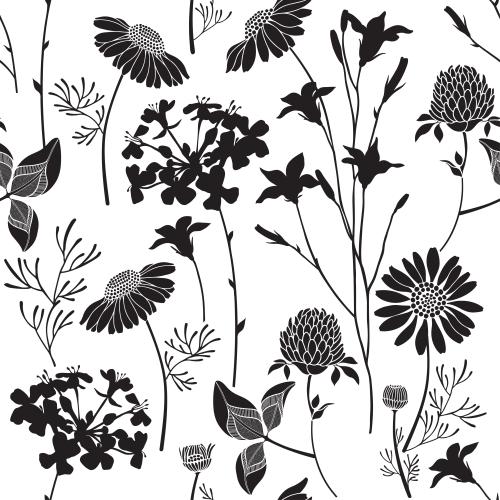Chamomile. Vector black silhouettes of field flowers on white