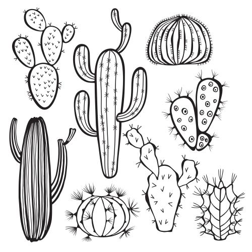 Object. Vector eight different cacti contour drawings on white