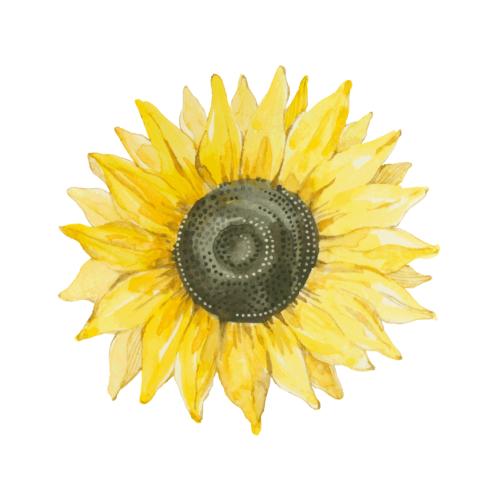Sunflower. Vector sunflower on white