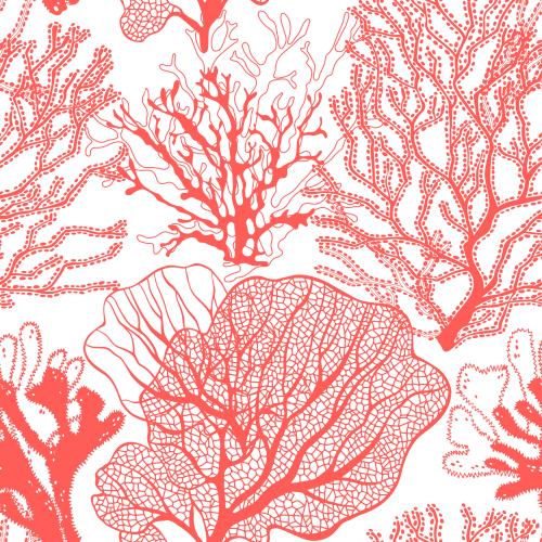 Illustration colorful corals contours and silhouettes on white