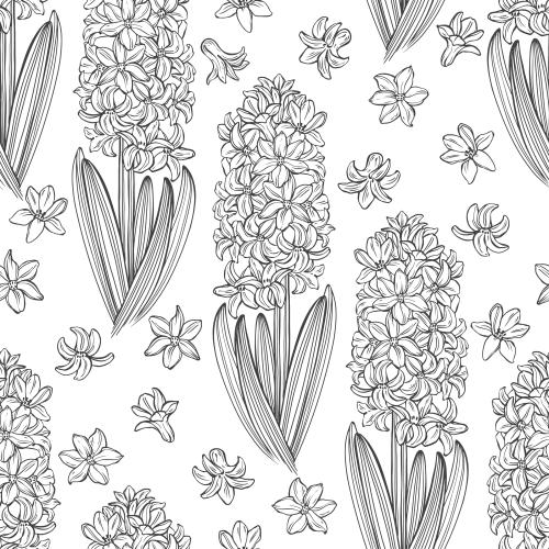 Hyacinth. Vector hyacinths on white