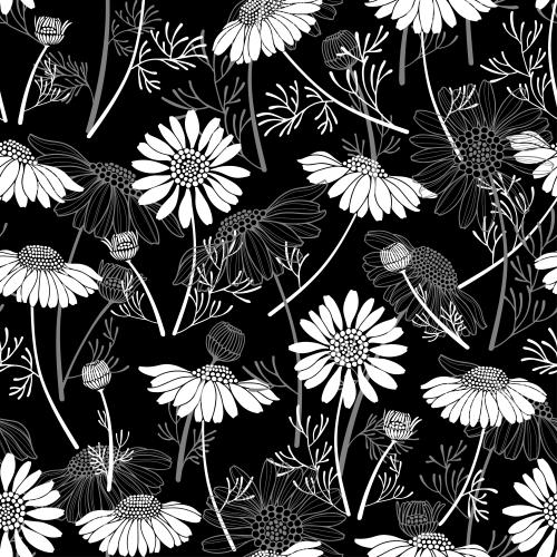 Chamomile. Vector daisies, white silhouettes and gray outlines on black