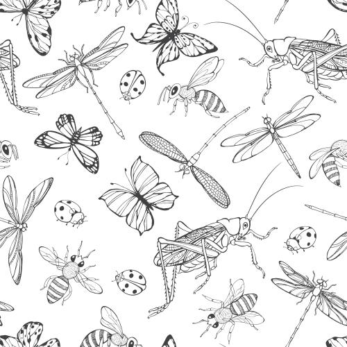 Grasshopper. Vector butterflies dragonflies ladybugs grasshoppers and bees on white