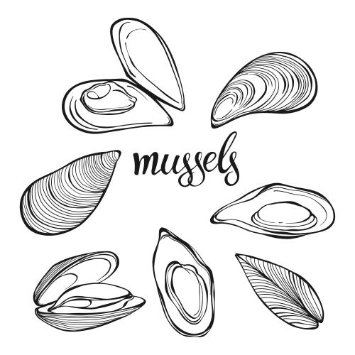 Mussel. Vector midis, white options