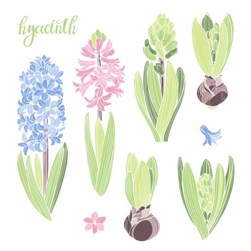 Hyacinth. Vector colored hyacinths on white