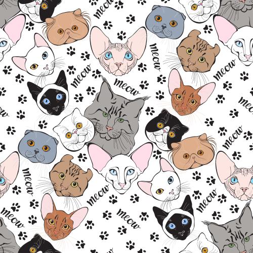 Vector image kitten faces of different breeds, paw prints, meow message on white