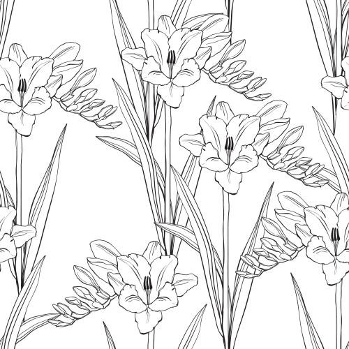 Freesia. Vector carnations black outlines on white