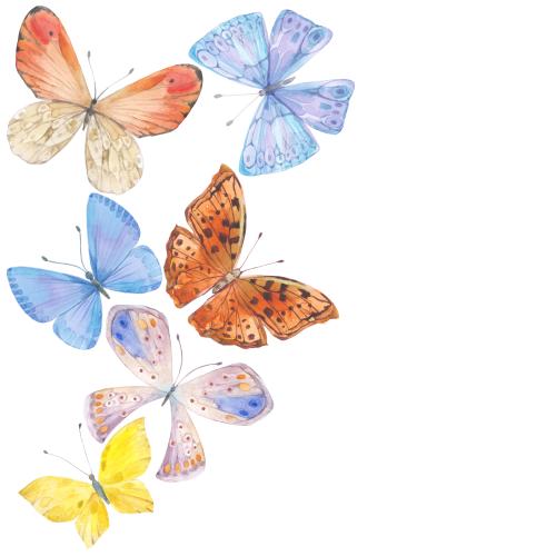 Illustration watercolor butterflies, place for text on white
