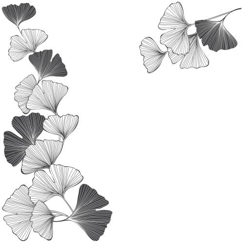 Ginkgo biloba. Vector ginkgo biloba, contours and silhouettes, space for text on white