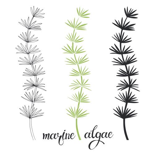 Illustration sea algae, three variations on white