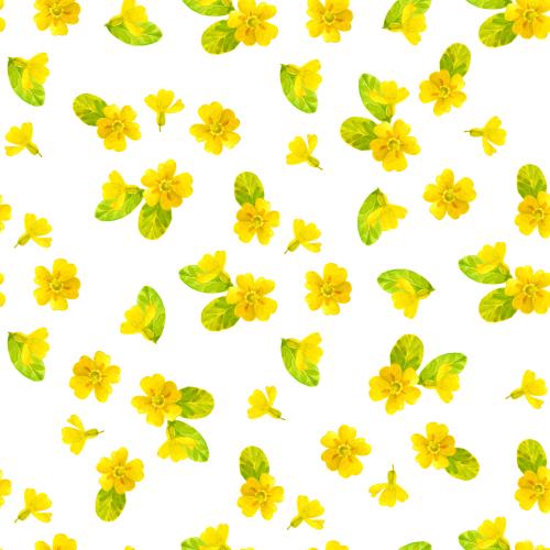 Raster image primrose, watercolor flowers on white