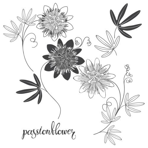 Passionflower. Vector passion flower, flowers and leaves on white