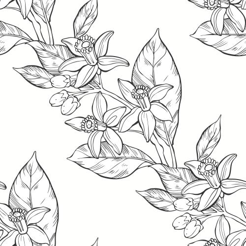 Neroli. Vector neroli on white