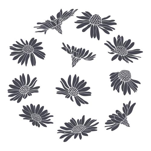 Illustration daisies various options silhouettes on white