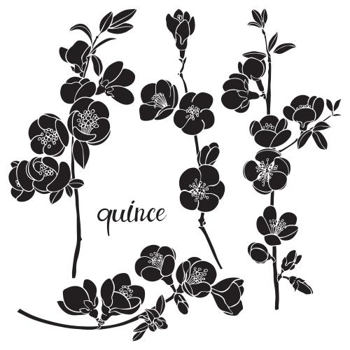 Japanese quince. Vector japanese loquat, branches with flowers, black silhouettes on white