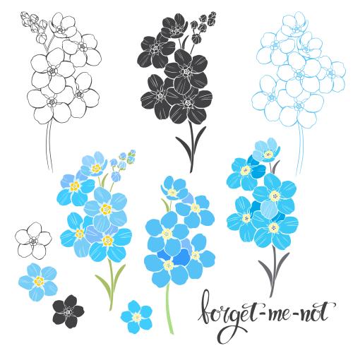 Forget-me-not. Vector forget-me-nots various options on white