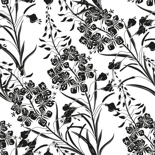 Fireweed. Vector common mallow, ivan tea, black silhouettes on white