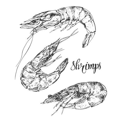 Shrimp. Vector shrimp sketch on white