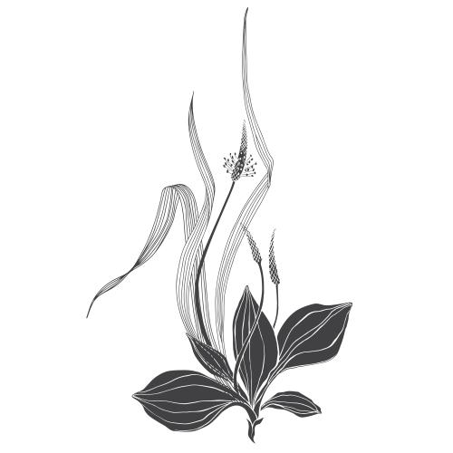 Vector image botanical composition with grass blades and plantain on white
