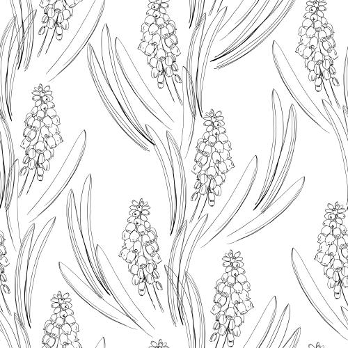 Muscari. Vector muscari flowers leaves on white