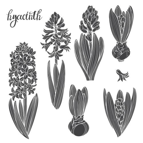 Hyacinth. Vector hyacinths black silhouettes on white