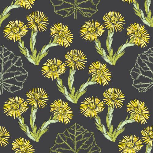 Coltsfoot. Vector flowers and leaves of mother-and-stepmother colored silhouettes and contours on black