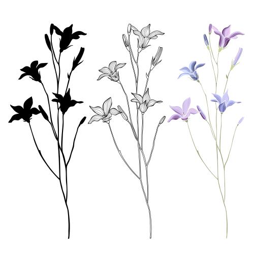 Bellflower. Vector bellflower flowers, colorful and black silhouettes, outline on white