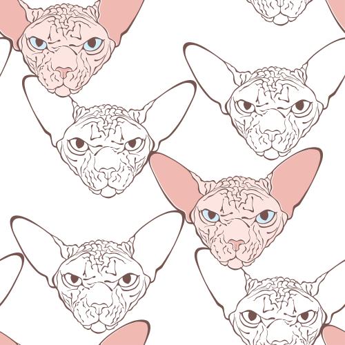 Canadian sphinx. Vector canadian sphynx cat, colorful muzzles on white