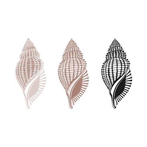 Illustration shells on white, three options