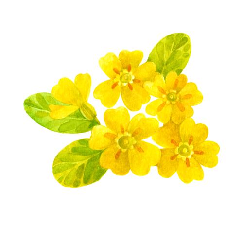 Raster image primula, watercolor isolated flower on white