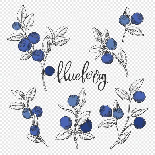 Bilberry. Vector blueberry branches