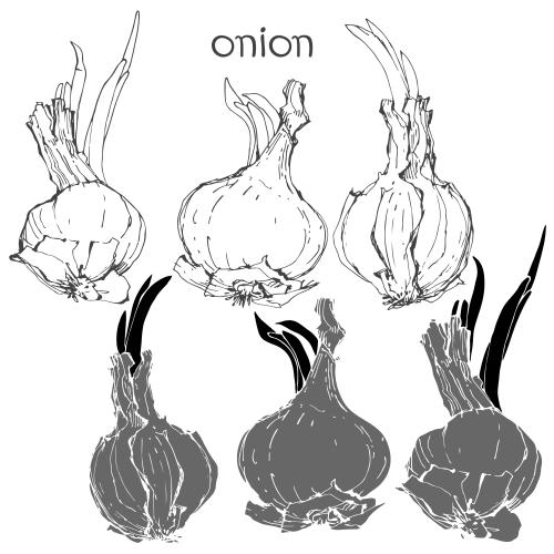 Onion. Vector leek, contours and silhouettes